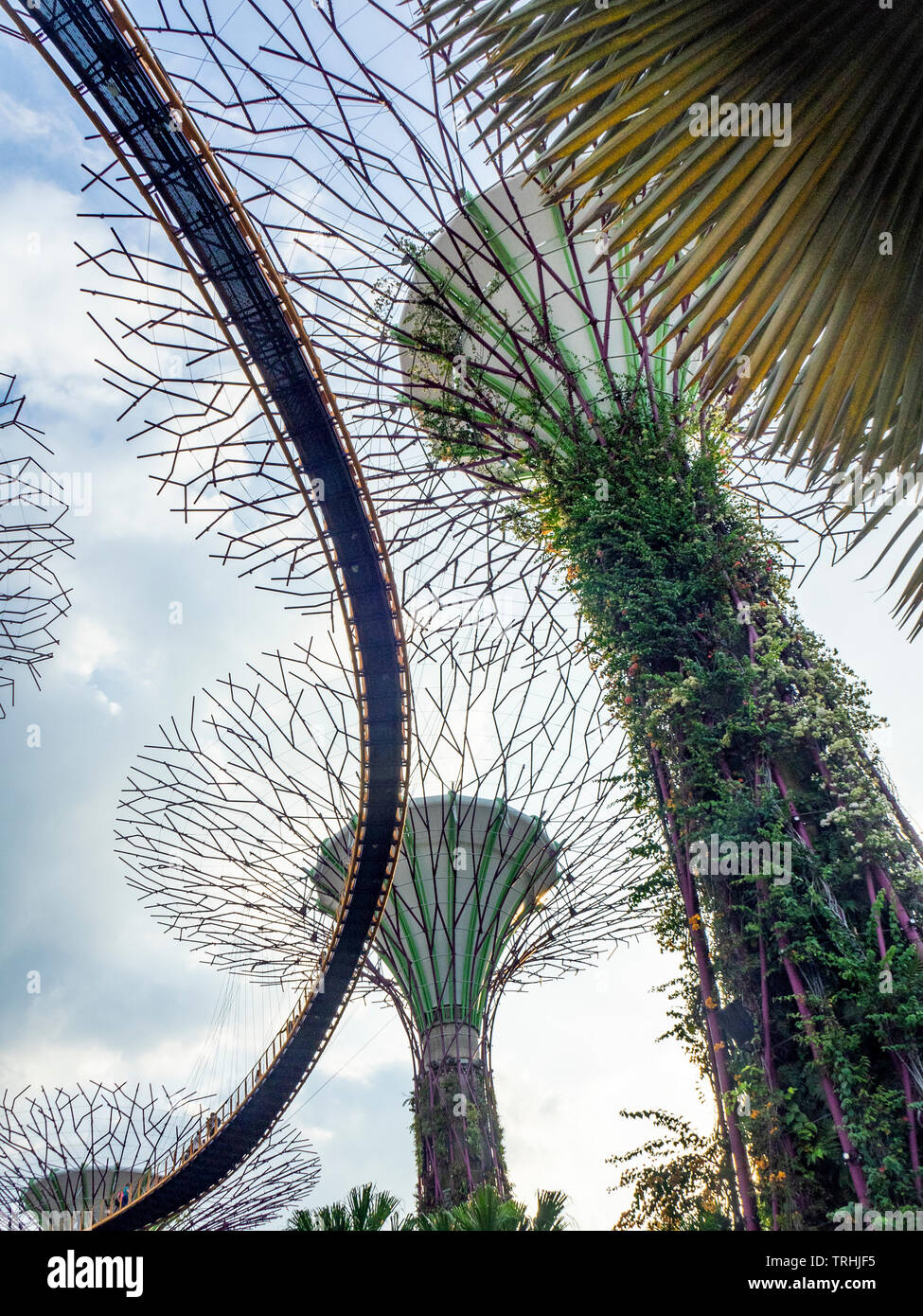 Passaggio sopraelevato intreccio tra gli alberi artificiali nel Supertree Grove giardino verticale a giardini dalla Baia di Singapore. Foto Stock