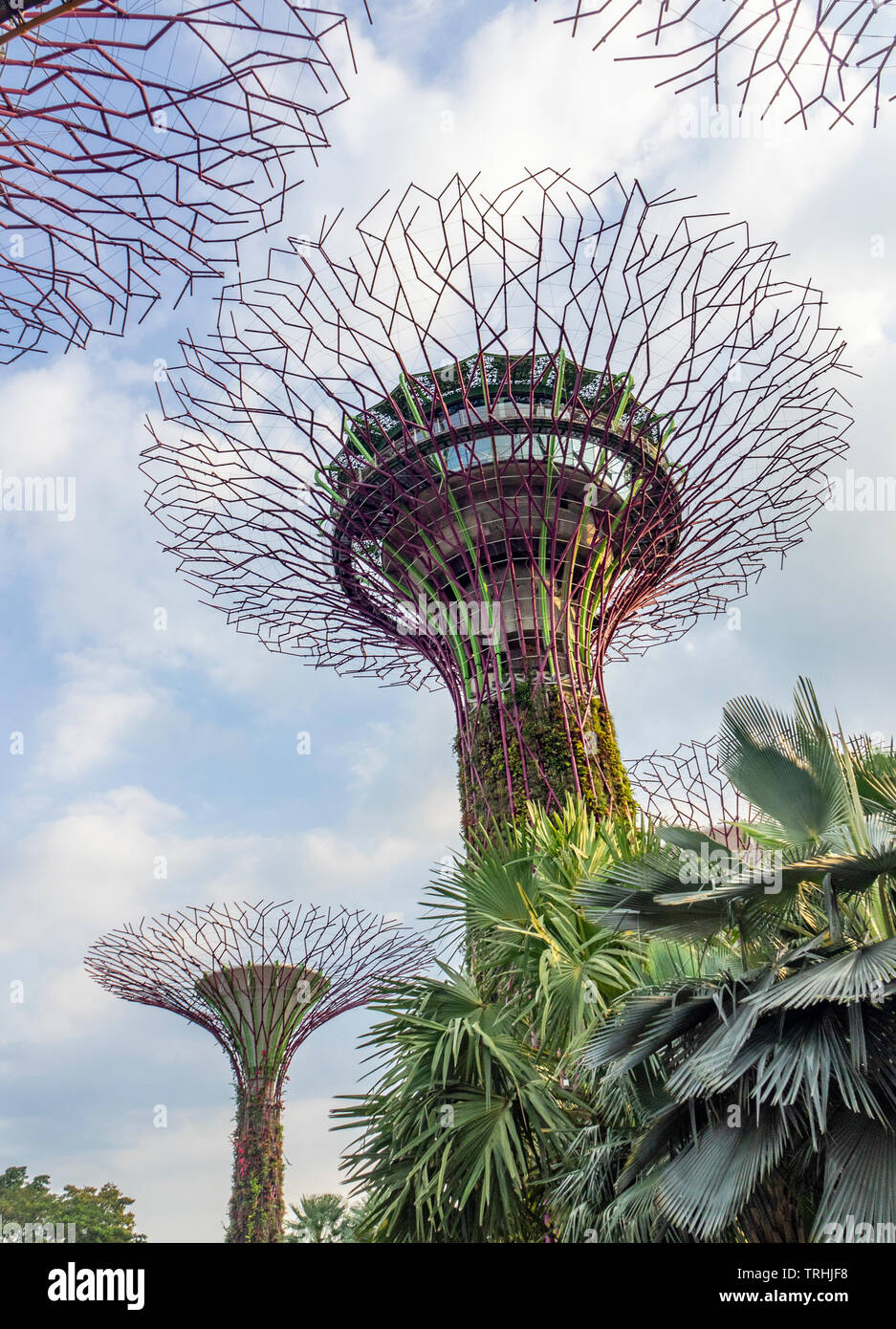 Traliccio in acciaio tettoia e giardini verticali di alberi artificiali nel Supertree Grove a giardini dalla Baia di Singapore. Foto Stock