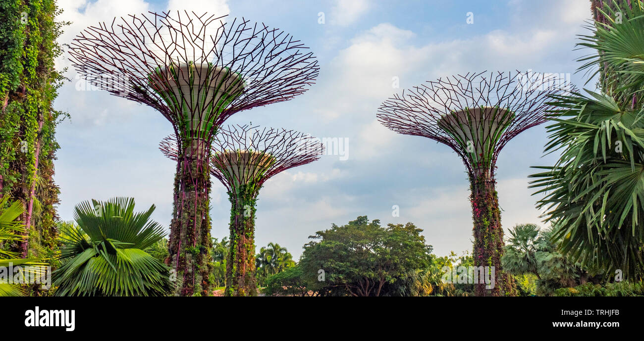 Traliccio in acciaio tettoia e giardini verticali di alberi artificiali nel Supertree Grove a giardini dalla Baia di Singapore. Foto Stock