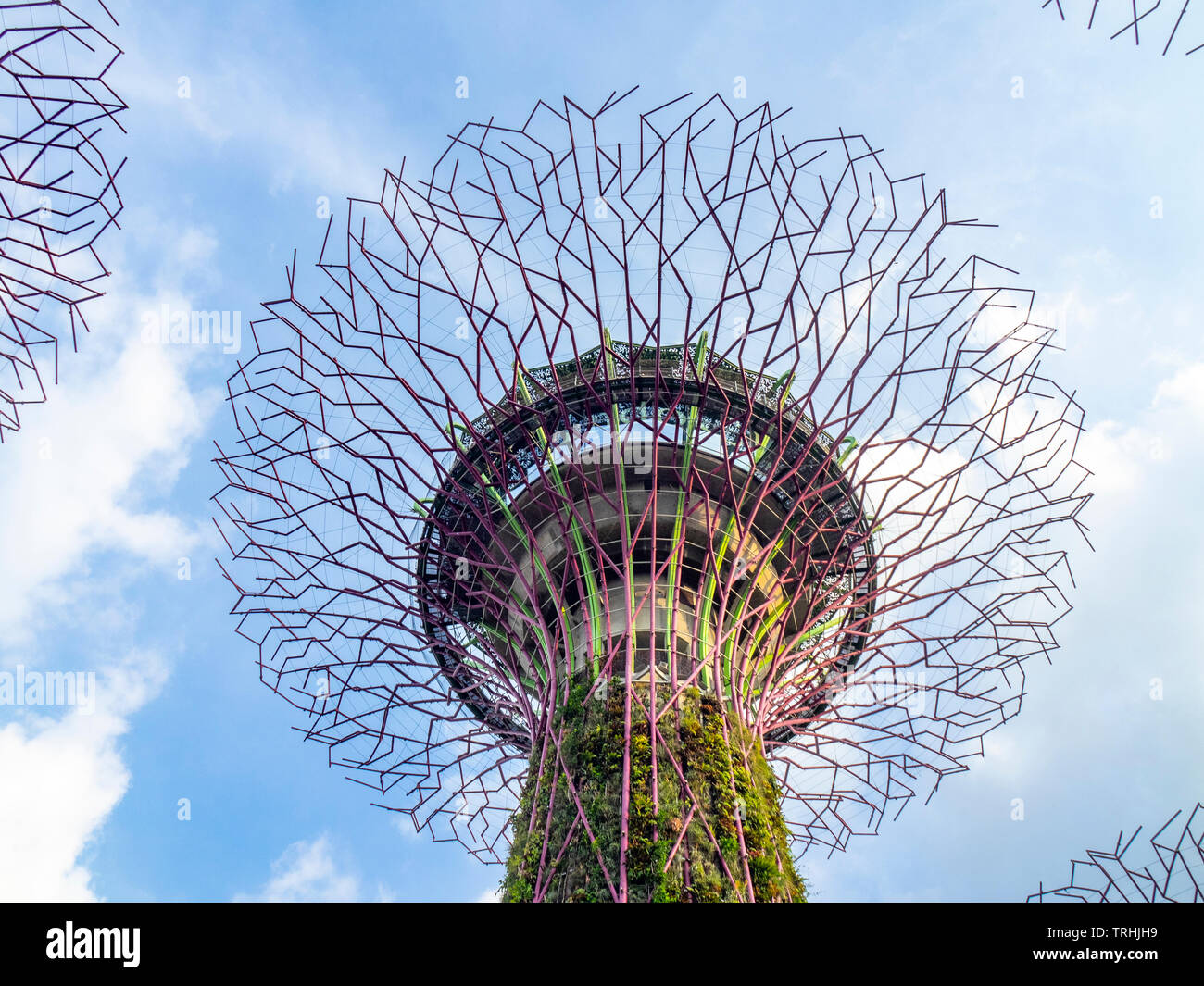Traliccio in acciaio baldacchino di albero artificiale giardino verticale nel Supertree Grove a giardini dalla Baia di Singapore. Foto Stock