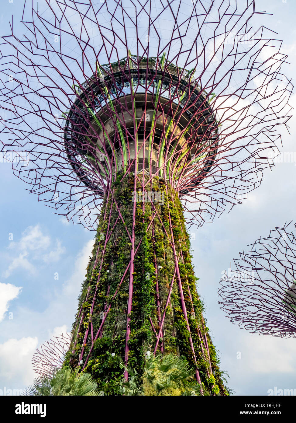Traliccio in acciaio baldacchino di albero artificiale giardino verticale nel Supertree Grove a giardini dalla Baia di Singapore. Foto Stock