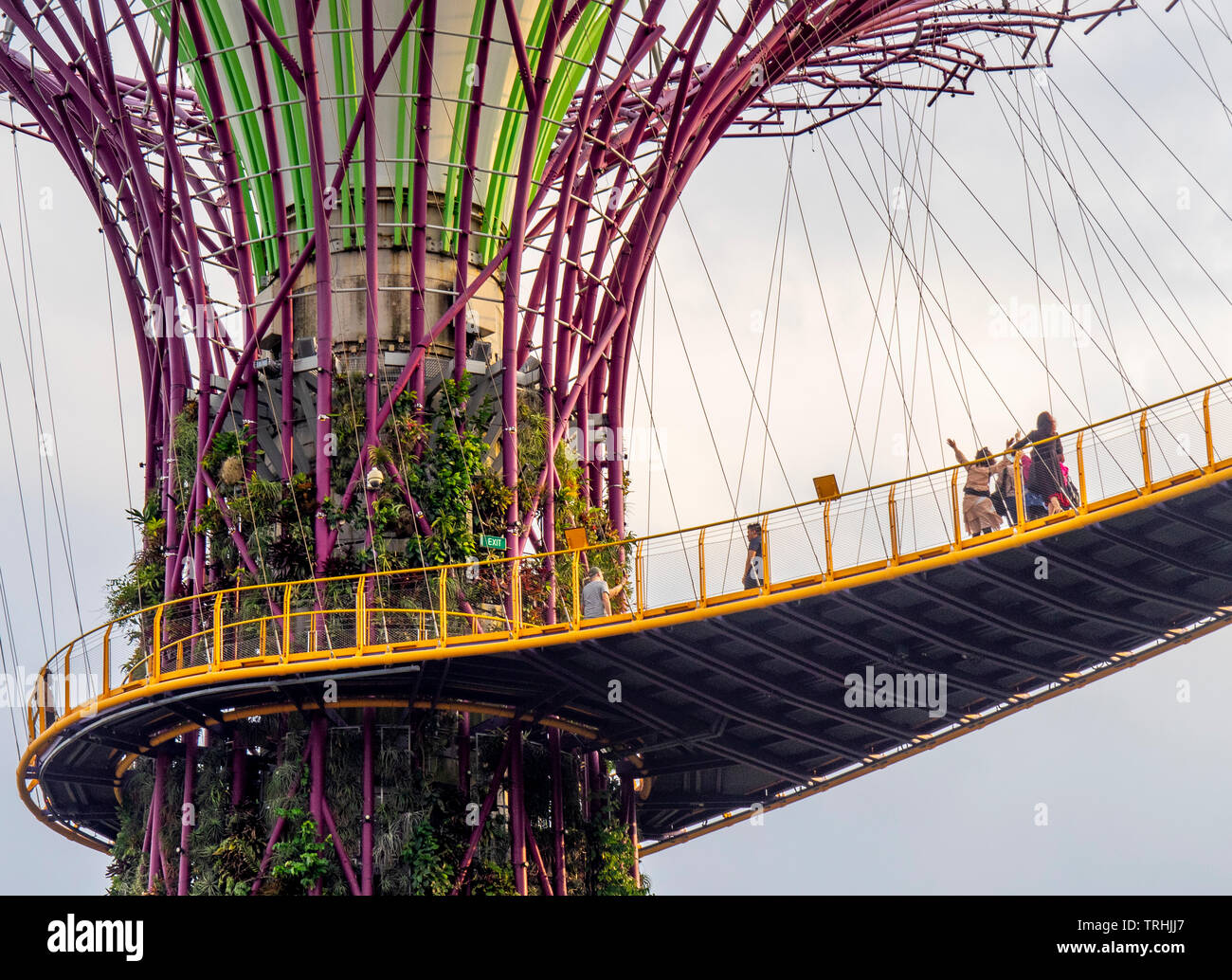 I turisti sulla passerella elevata OCBC Skyway tra due dei Supertrees nel Supertree Grove a giardini dalla Baia di Singapore. Foto Stock