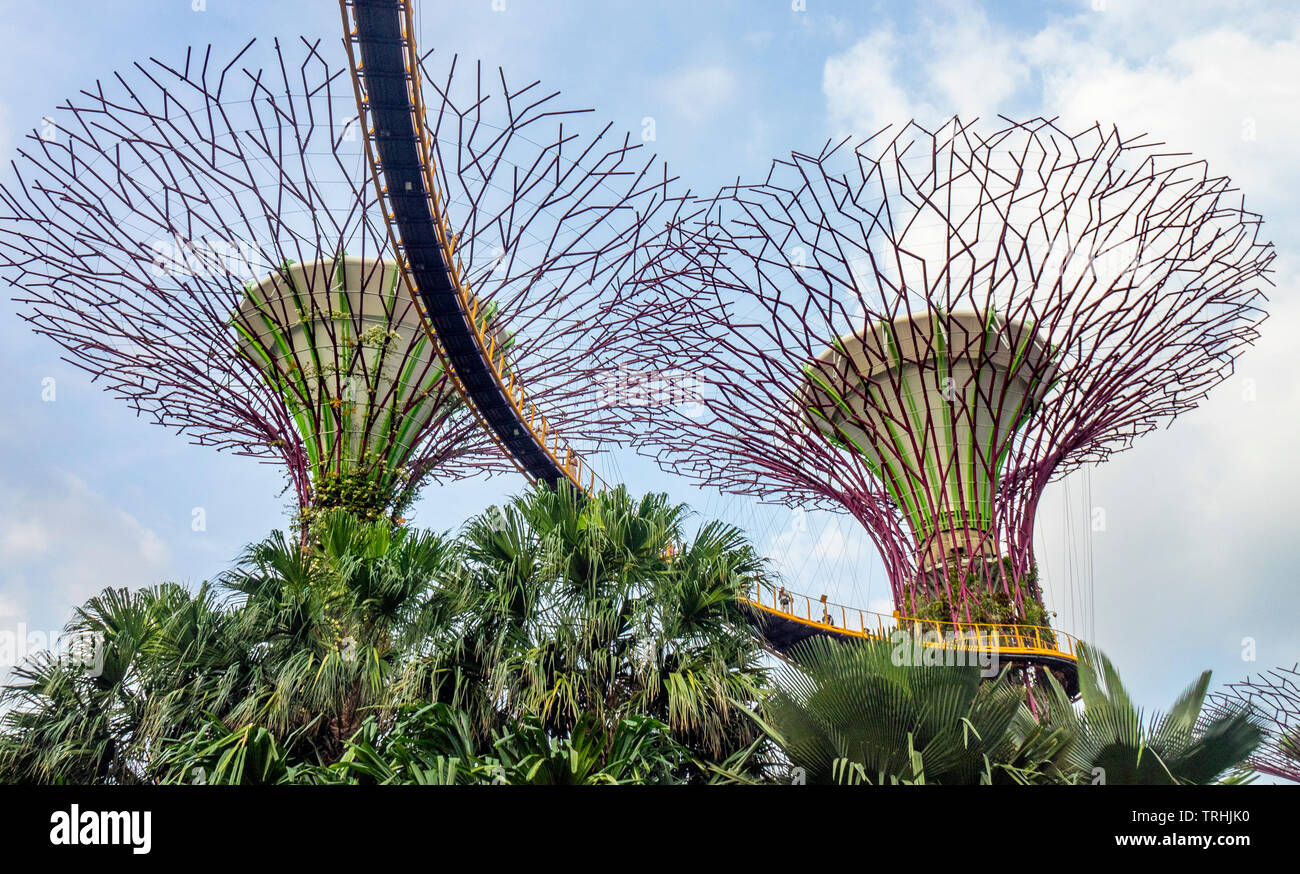 Passaggio sopraelevato intreccio tra gli alberi artificiali nel Supertree Grove giardino verticale a giardini dalla Baia di Singapore. Foto Stock