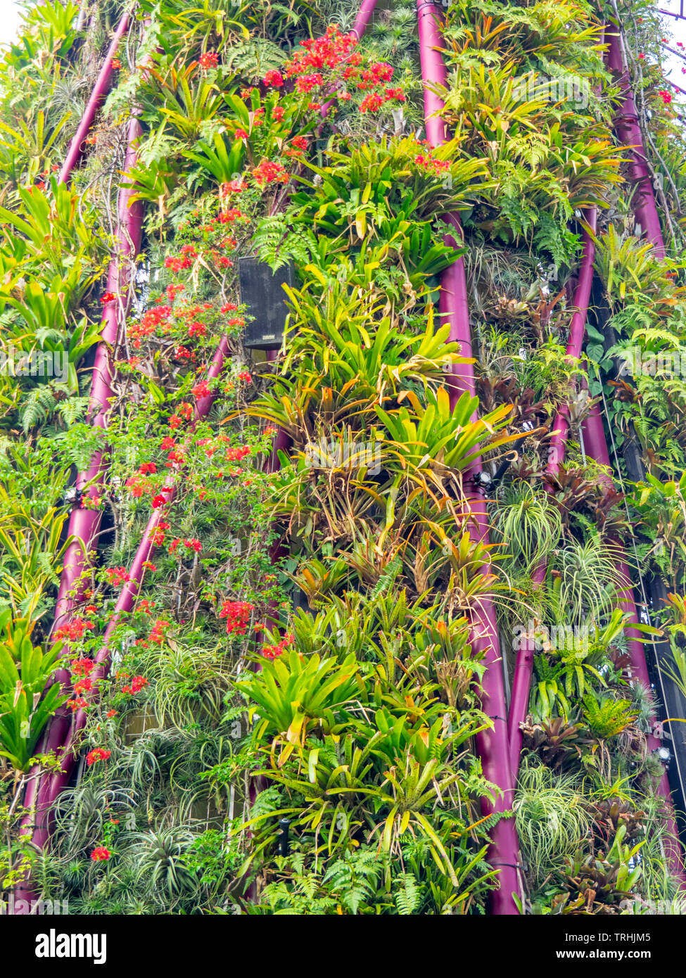 Supertree giardino verticale nel Supertree Grove a giardini dalla Baia di Singapore. Foto Stock