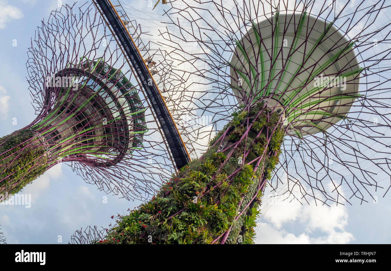Passaggio sopraelevato intreccio tra gli alberi artificiali nel Supertree Grove giardino verticale a giardini dalla Baia di Singapore. Foto Stock