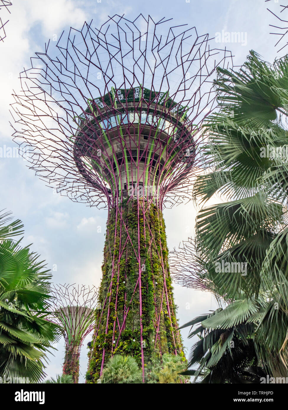 Traliccio in acciaio tettoia e giardini verticali di alberi artificiali nel Supertree Grove a giardini dalla Baia di Singapore. Foto Stock