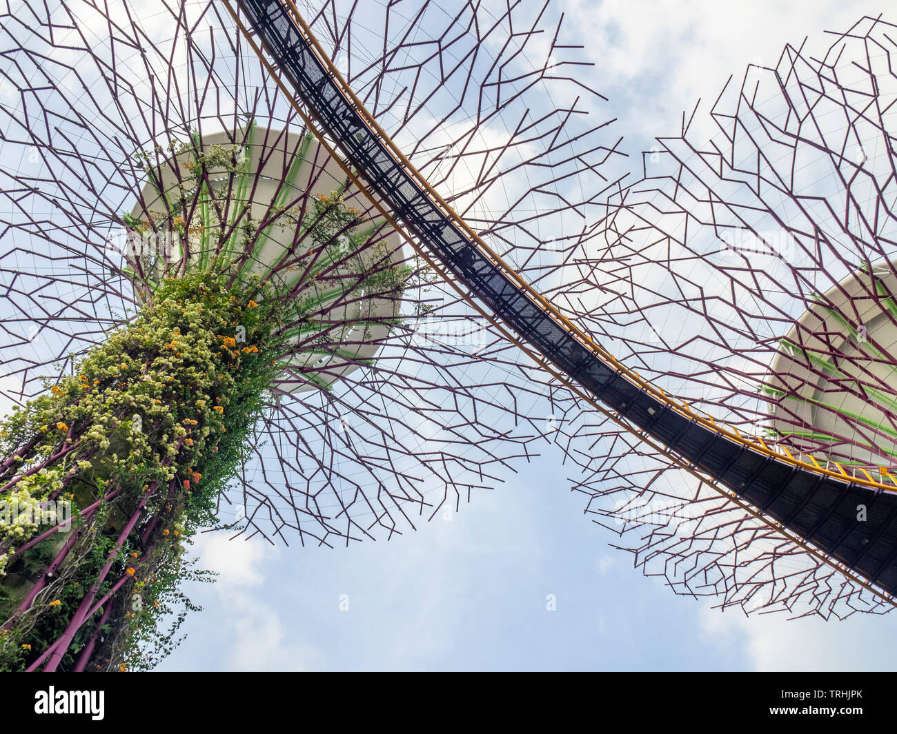 Passaggio sopraelevato intreccio tra gli alberi artificiali nel Supertree Grove giardino verticale a giardini dalla Baia di Singapore. Foto Stock