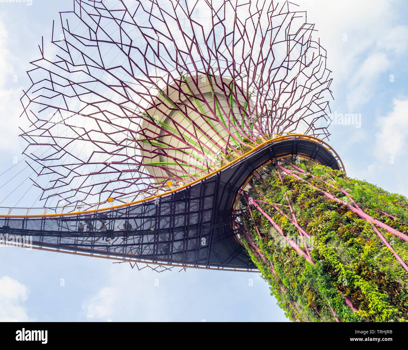 Il lato inferiore del passaggio sopraelevato e telaio in acciaio di un albero artificiale nel Supertree Grove giardino verticale a giardini dalla Baia di Singapore. Foto Stock