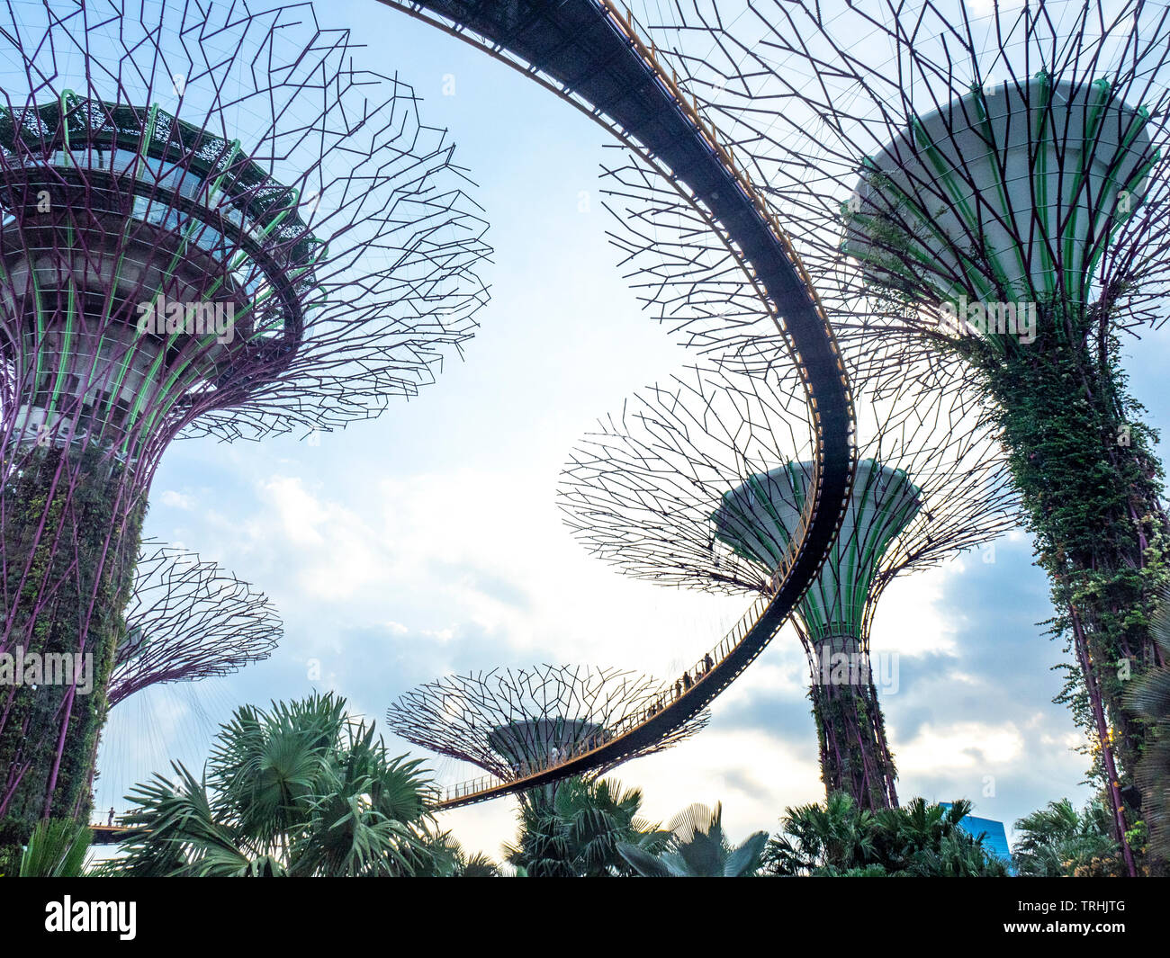 Passaggio sopraelevato intreccio tra gli alberi artificiali nel Supertree Grove giardino verticale a giardini dalla Baia di Singapore. Foto Stock