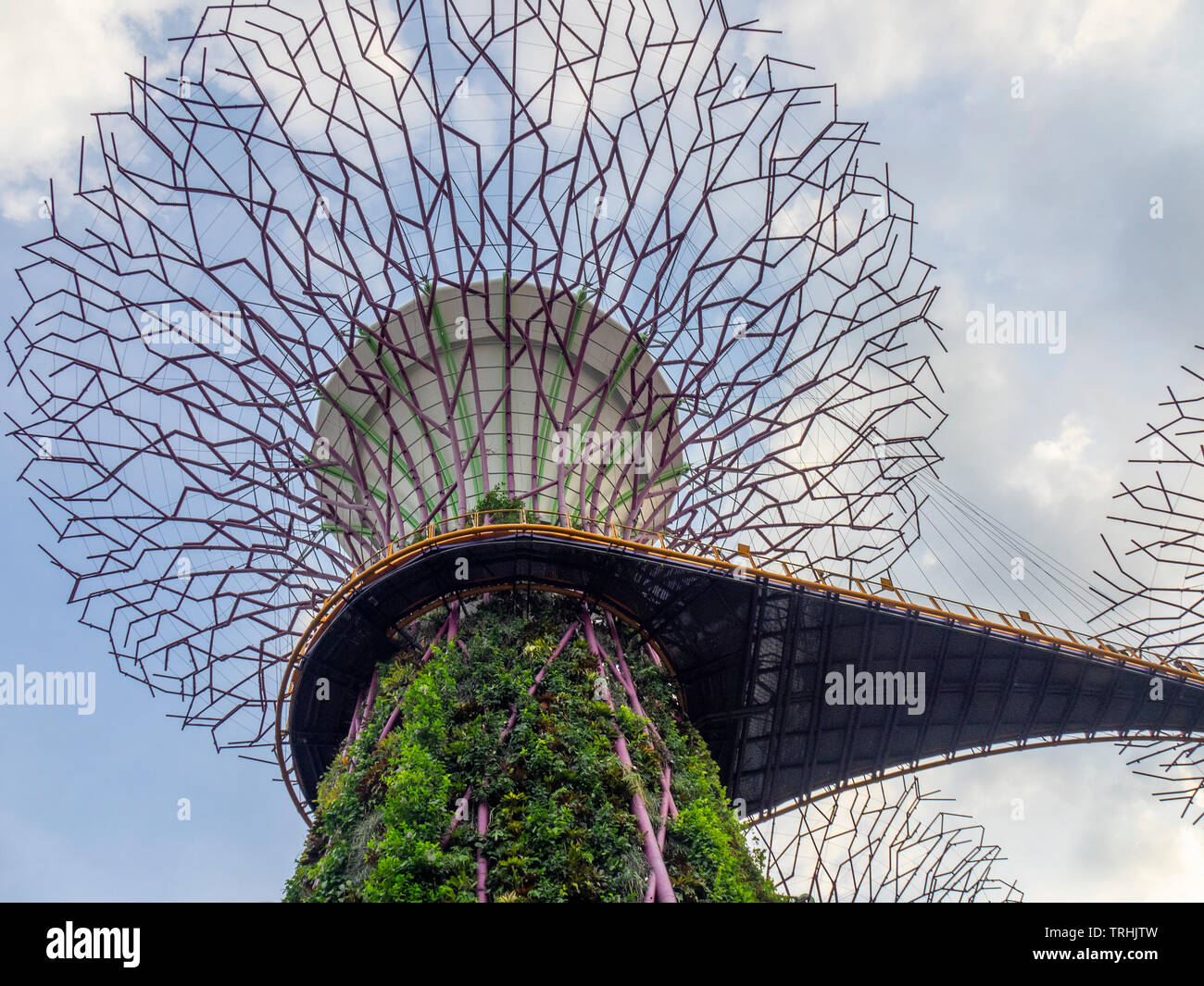 Il lato inferiore del passaggio sopraelevato e telaio in acciaio di un albero artificiale nel Supertree Grove giardino verticale a giardini dalla Baia di Singapore. Foto Stock