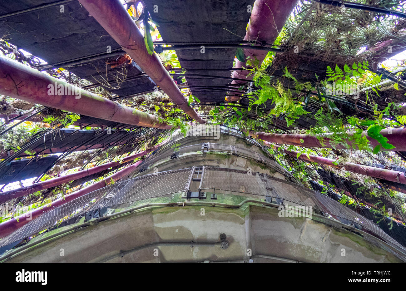 Nucleo di calcestruzzo, acciaio telaio a traliccio e giardino verticale di un albero artificiale Supertree presso i giardini dalla Baia di Singapore. Foto Stock