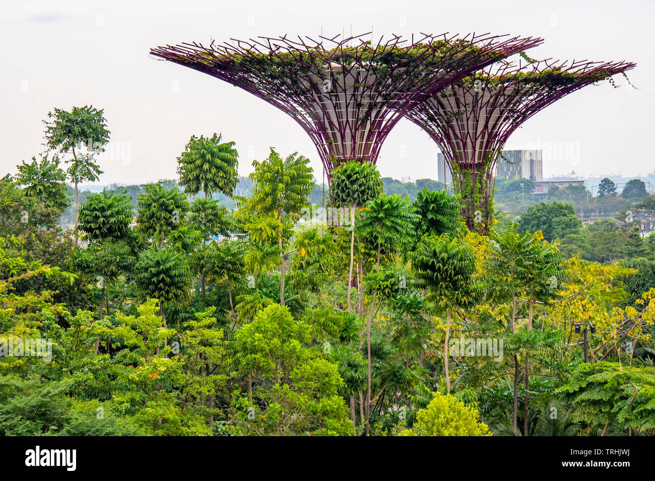 Traliccio in acciaio baldacchino di alberi artificiali nel Supertree Grove a giardini dalla Baia di Singapore Foto Stock