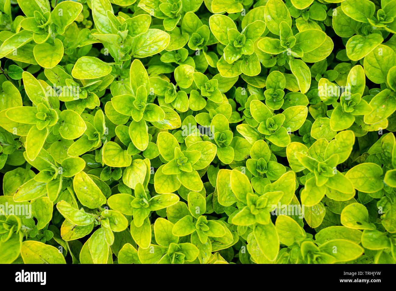 Sfondo verde di foglie di basilico Foto Stock