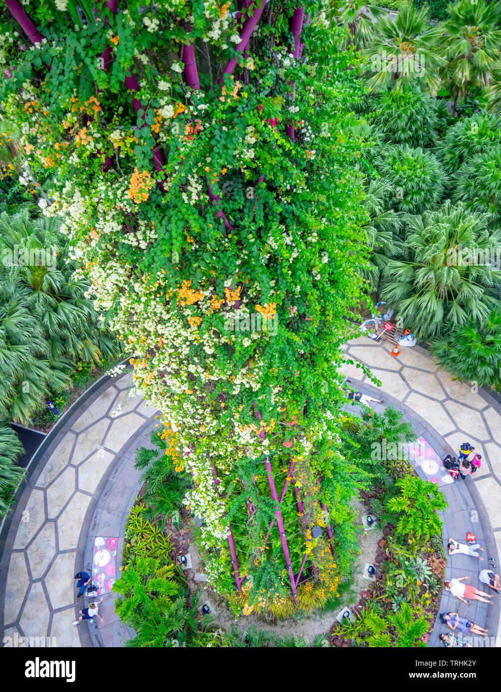 Supertree giardino verticale nel Supertree Grove a giardini dalla Baia di Singapore. Foto Stock