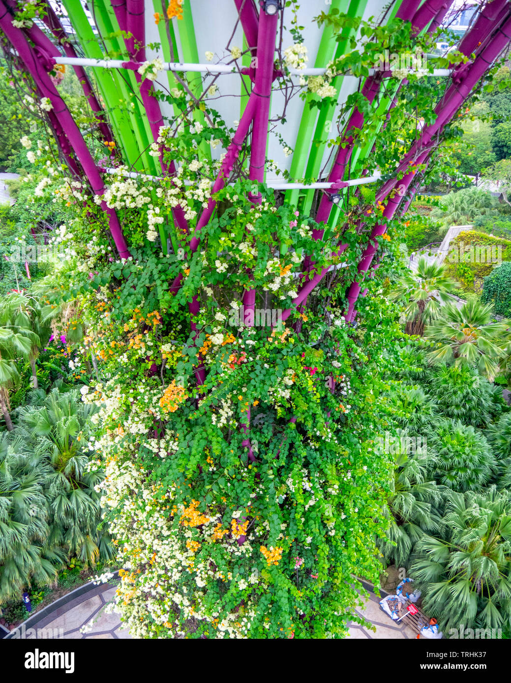 Supertree giardino verticale nel Supertree Grove a giardini dalla Baia di Singapore. Foto Stock