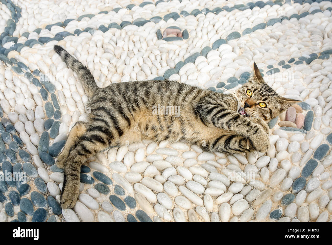 Funny tabby gattino giocando su un bianco nero pepple mosaico di pietra con forme ornamentali in un villaggio greco square, isola Egea, Cicladi Grecia Foto Stock