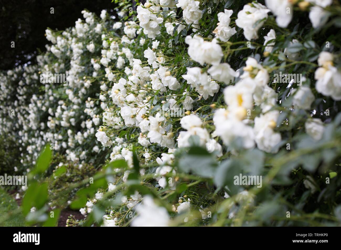 Grande alpinista fiorito rose " città di York' a Owen Giardino di Rose di Eugene, Oregon, Stati Uniti d'America. Foto Stock