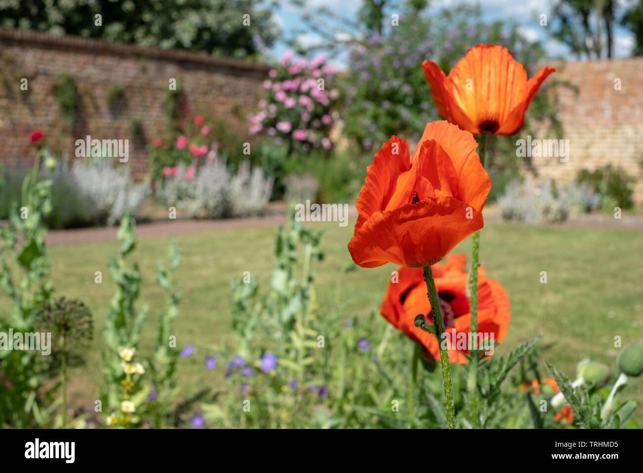 Papaveri rossi a Eastcote House Gardens, storico giardino murato è mantenuta da una comunità di volontari nella Borough di Hillingdon, London, Regno Unito Foto Stock