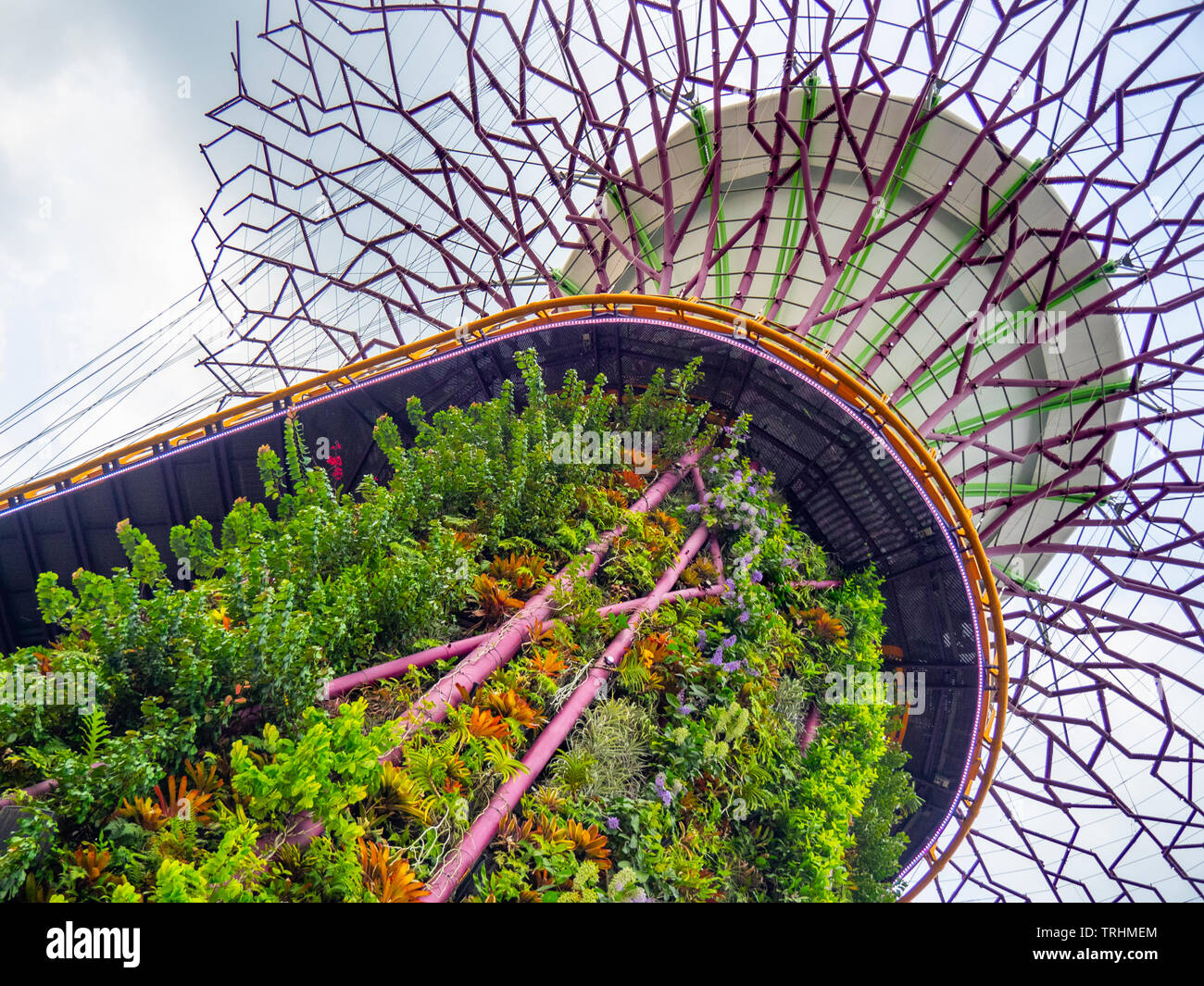 Il lato inferiore del passaggio sopraelevato e telaio in acciaio di un albero artificiale nel Supertree Grove giardino verticale a giardini dalla Baia di Singapore. Foto Stock