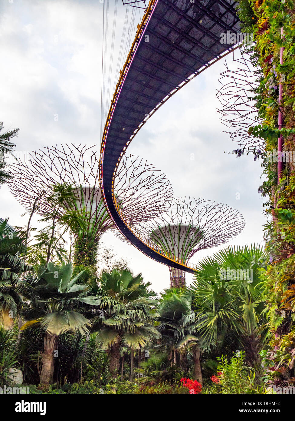 Passaggio sopraelevato intreccio tra gli alberi artificiali nel Supertree Grove giardino verticale a giardini dalla Baia di Singapore. Foto Stock