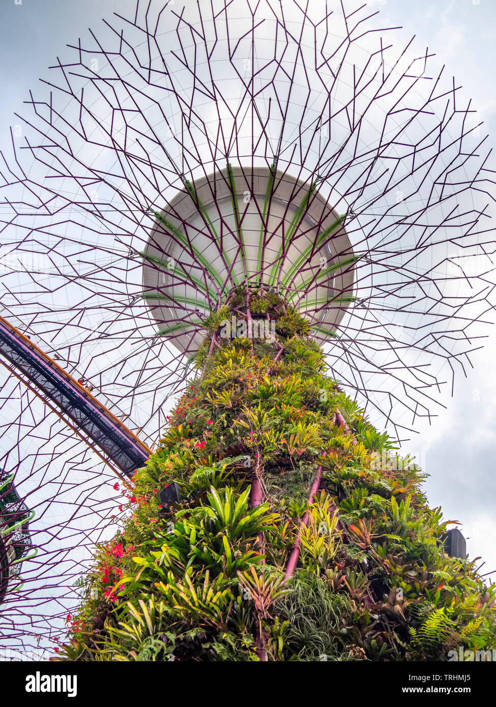 Passaggio sopraelevato intreccio tra gli alberi artificiali nel Supertree Grove giardino verticale a giardini dalla Baia di Singapore. Foto Stock