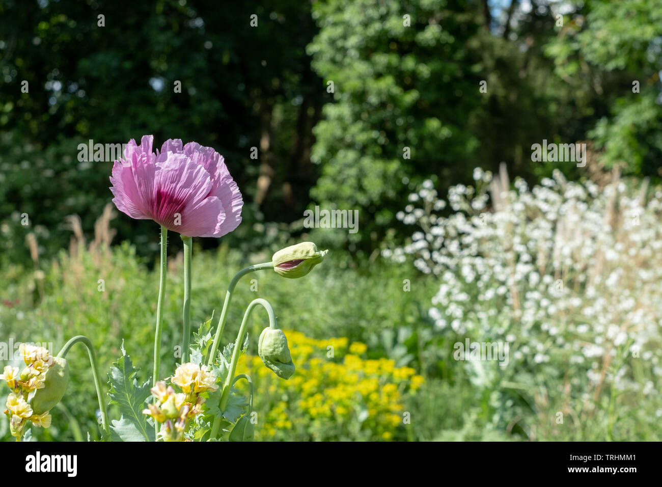 Oriental poppies in un prato di coloratissimi fiori selvatici, al di fuori di Eastcote House Gardens, Pinner, Middlesex, Regno Unito Foto Stock