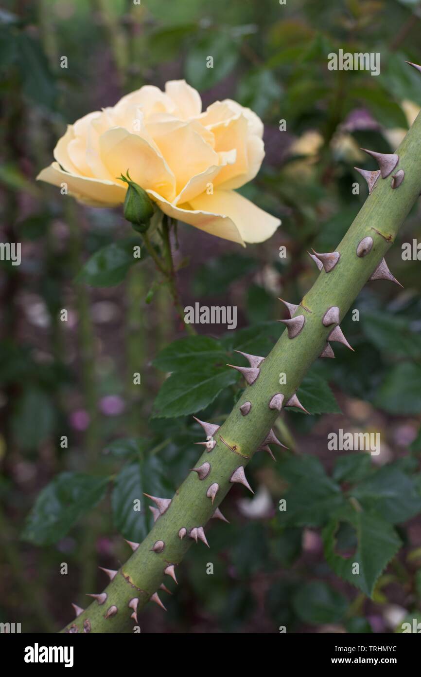 Una rosa gialla accanto a un gambo spinoso a Owen Giardino di Rose di Eugene, Oregon, Stati Uniti d'America. Foto Stock