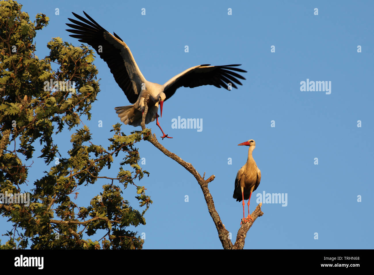 Una cicogna bianca atterraggio di precisione su un albero di quercia filiale. Foto Stock