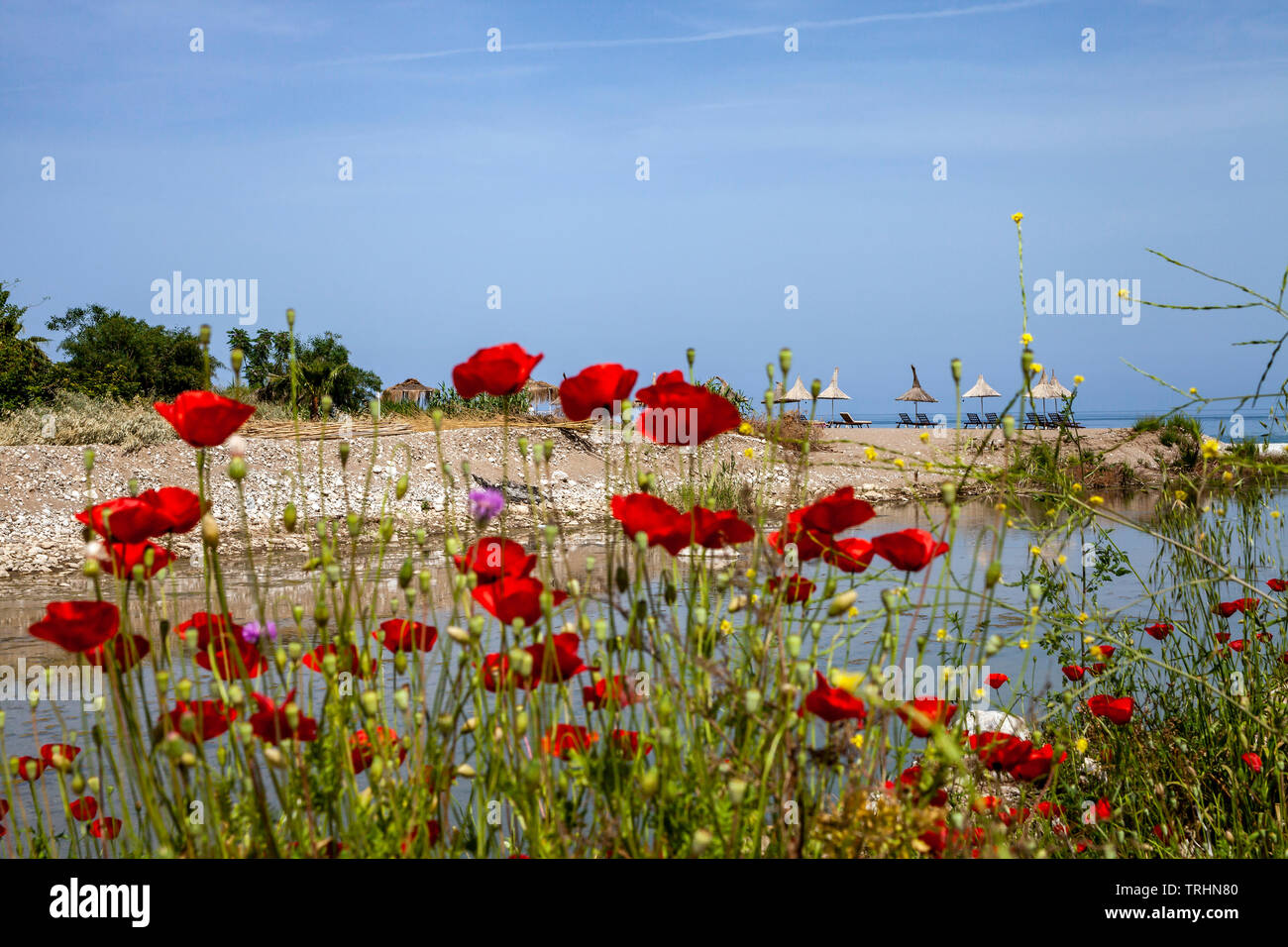Fiori di papavero e una parte di spiaggia Cirali in Antalya, Turchia Foto Stock