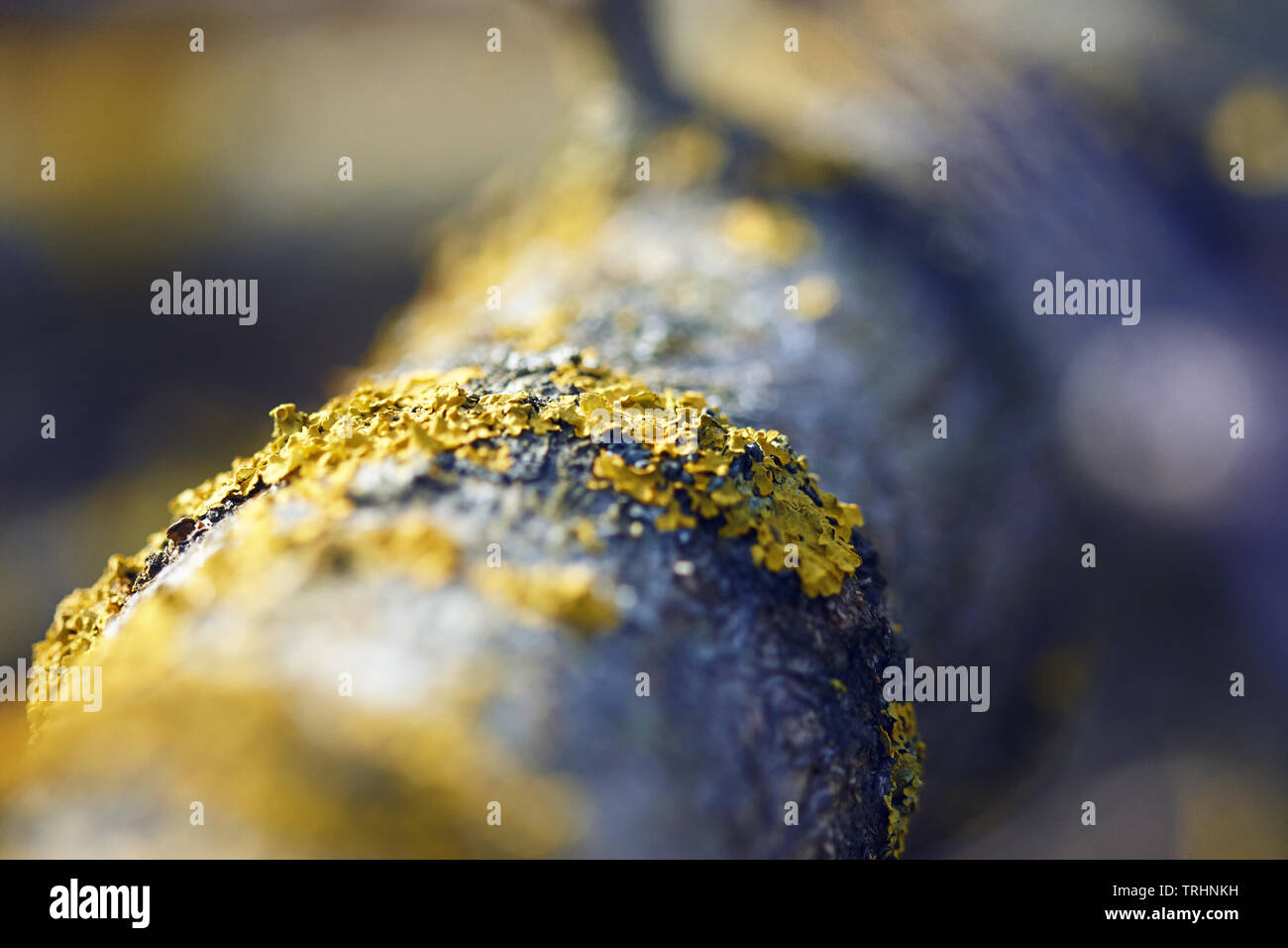 Ad un bel giallo licheni crescono sulla corteccia di un albero, che riflettono la bellezza del macrocosmo Foto Stock