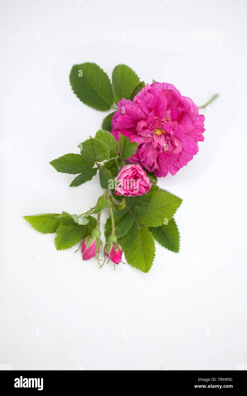 Blossom rose Damscena frm Bulgaria Foto Stock