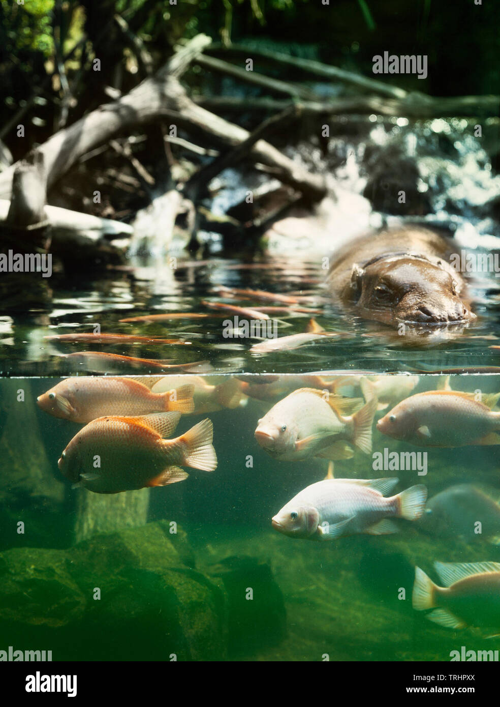 Singapore Zoo, Ippopotamo pigmeo enclosure, un allestimento progettato per consentire 'split' subacquea e visione terrestre Foto Stock