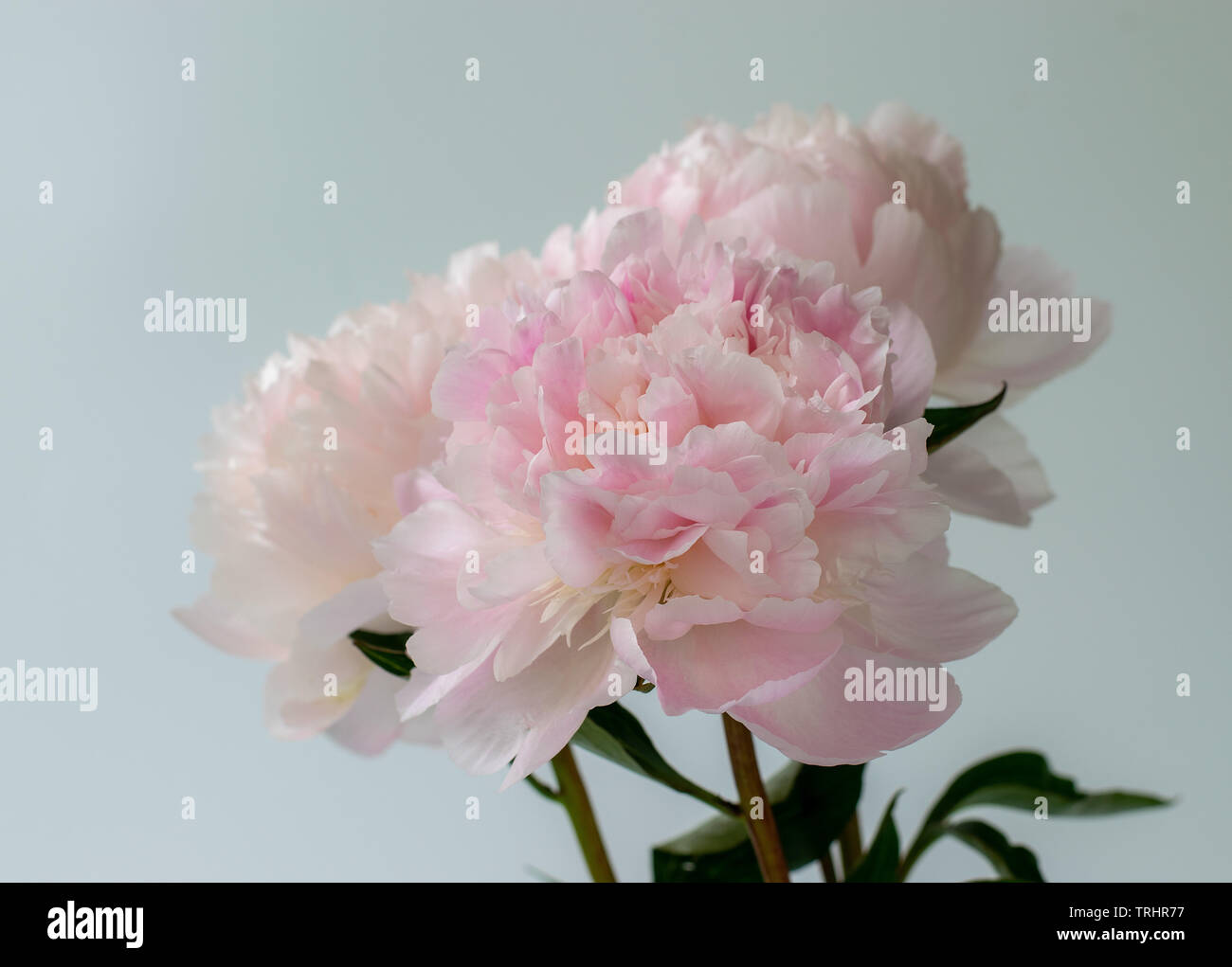 Dettaglio di tre grandi Peonia fiori in piena fioritura contro uno sfondo bianco con più petali Foto Stock