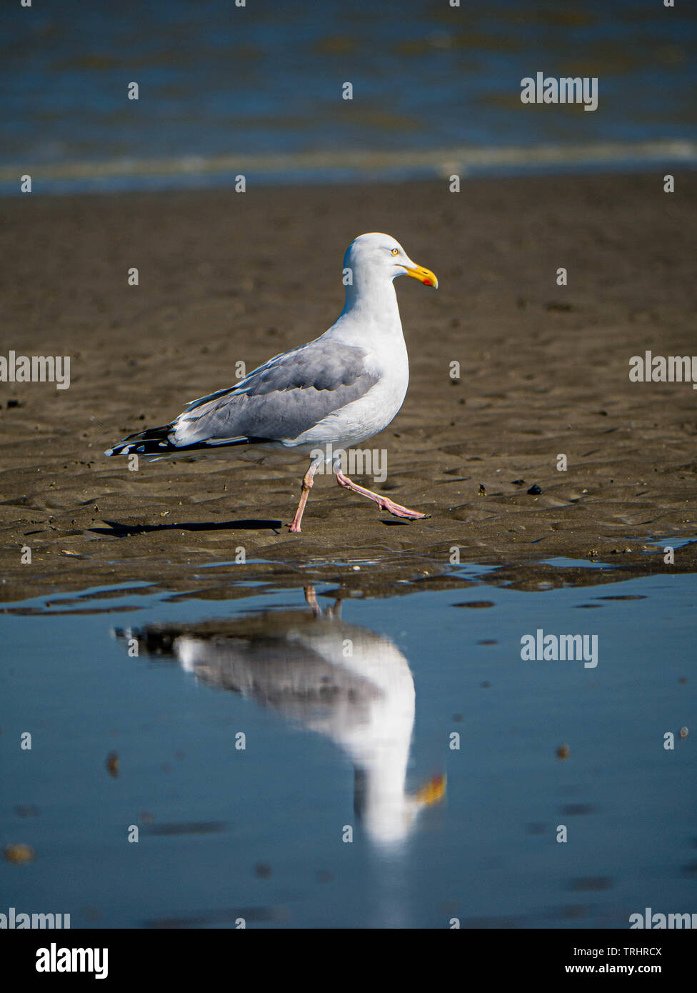 Gabbiano a piedi dal lato specchiato capovolto in scaglie di acqua Foto Stock