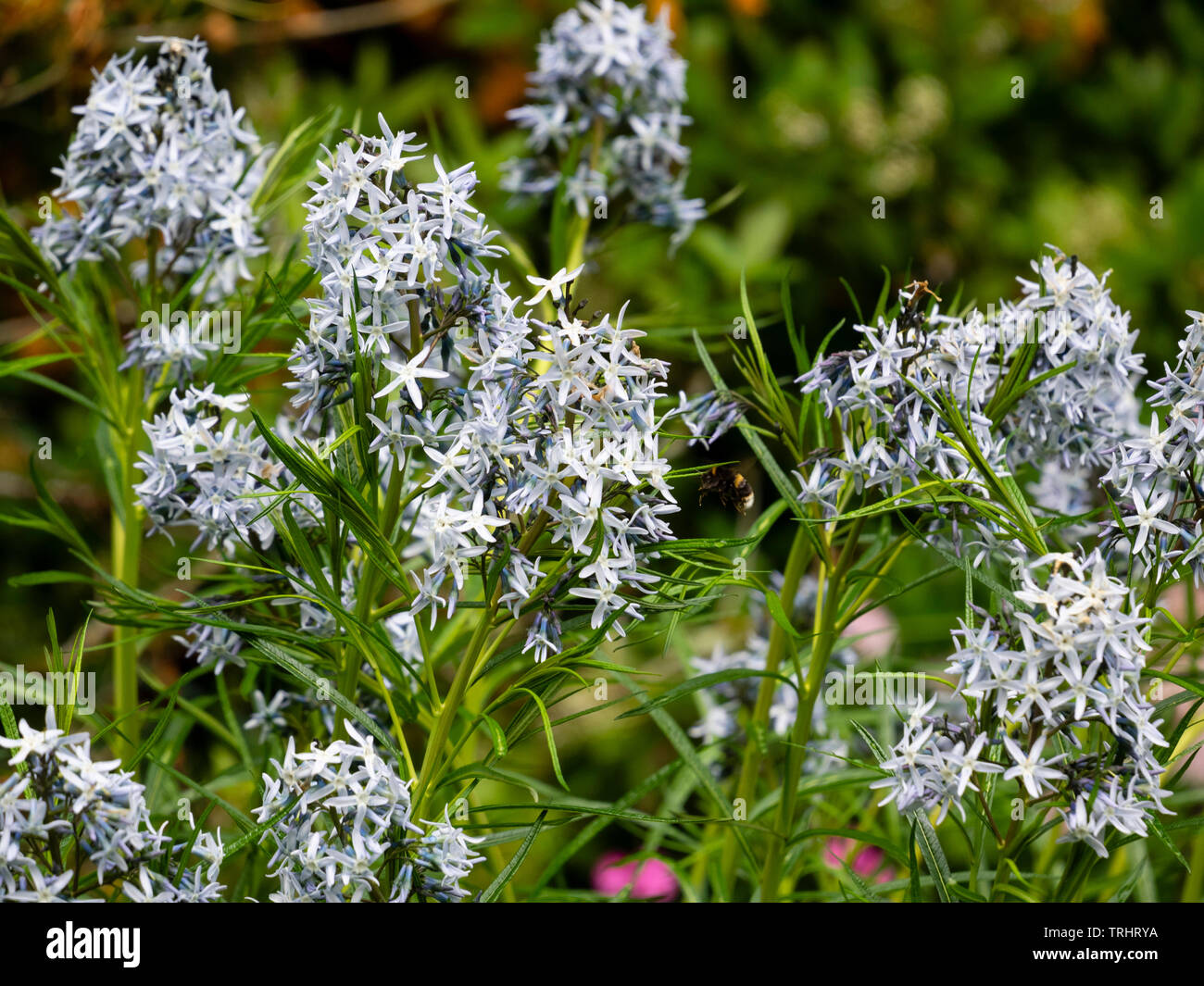 A foglie strette e capi di colore grigio-blu, star come fiori di inizio estate fioritura ardito perenne, Amsonia hubrichtii Foto Stock