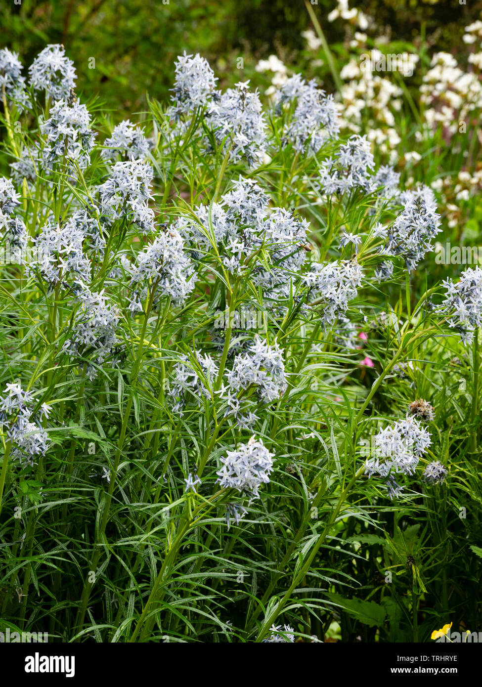 A foglie strette e capi di colore grigio-blu, star come fiori di inizio estate fioritura ardito perenne, Amsonia hubrichtii Foto Stock