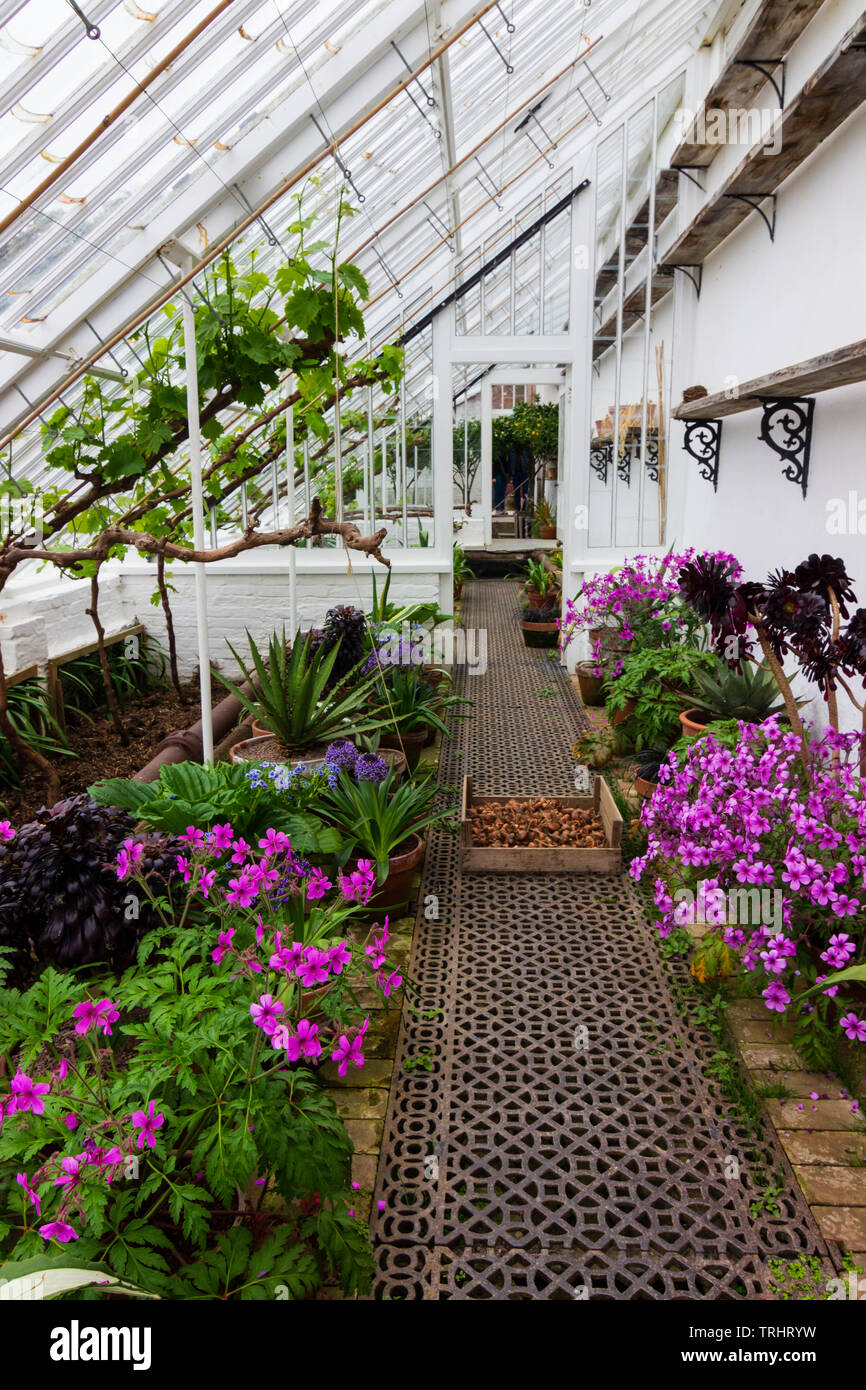 Interno di uno dei walled garden serre al Lost Gardens of Heligan, Cornwall, Regno Unito Foto Stock