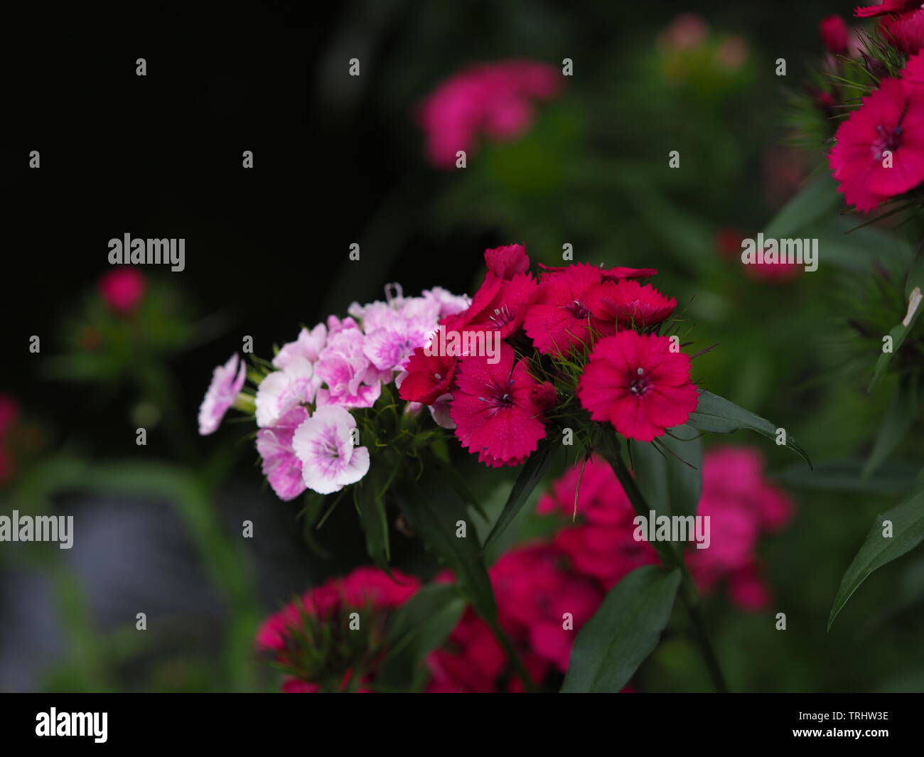 Rosa fiori di garofano dianthus close up Foto Stock