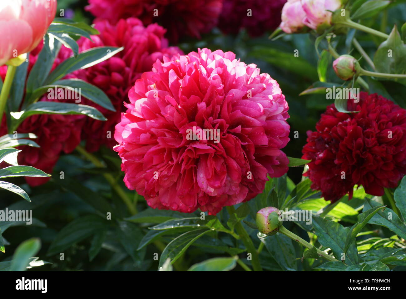 Paeonia Red grazia. Matrimoniale Rossa peonia fiore. Paeonia lactiflora (Cinese peonia o giardino comune peonia). Foto Stock