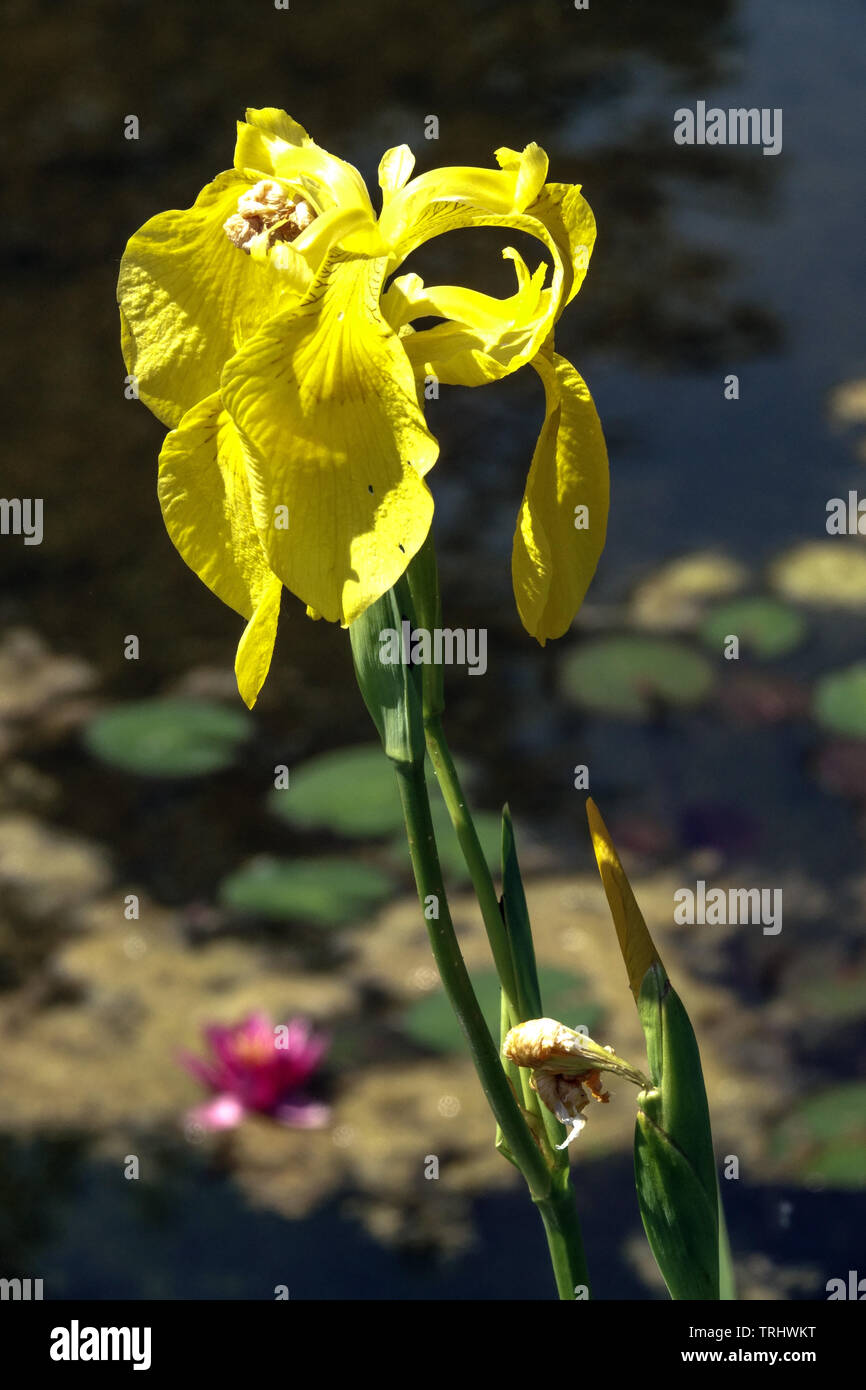 Bandiera gialla Iris acqua Iris fiore, Iris pseudacorus laghetto giardino d'acqua Foto Stock