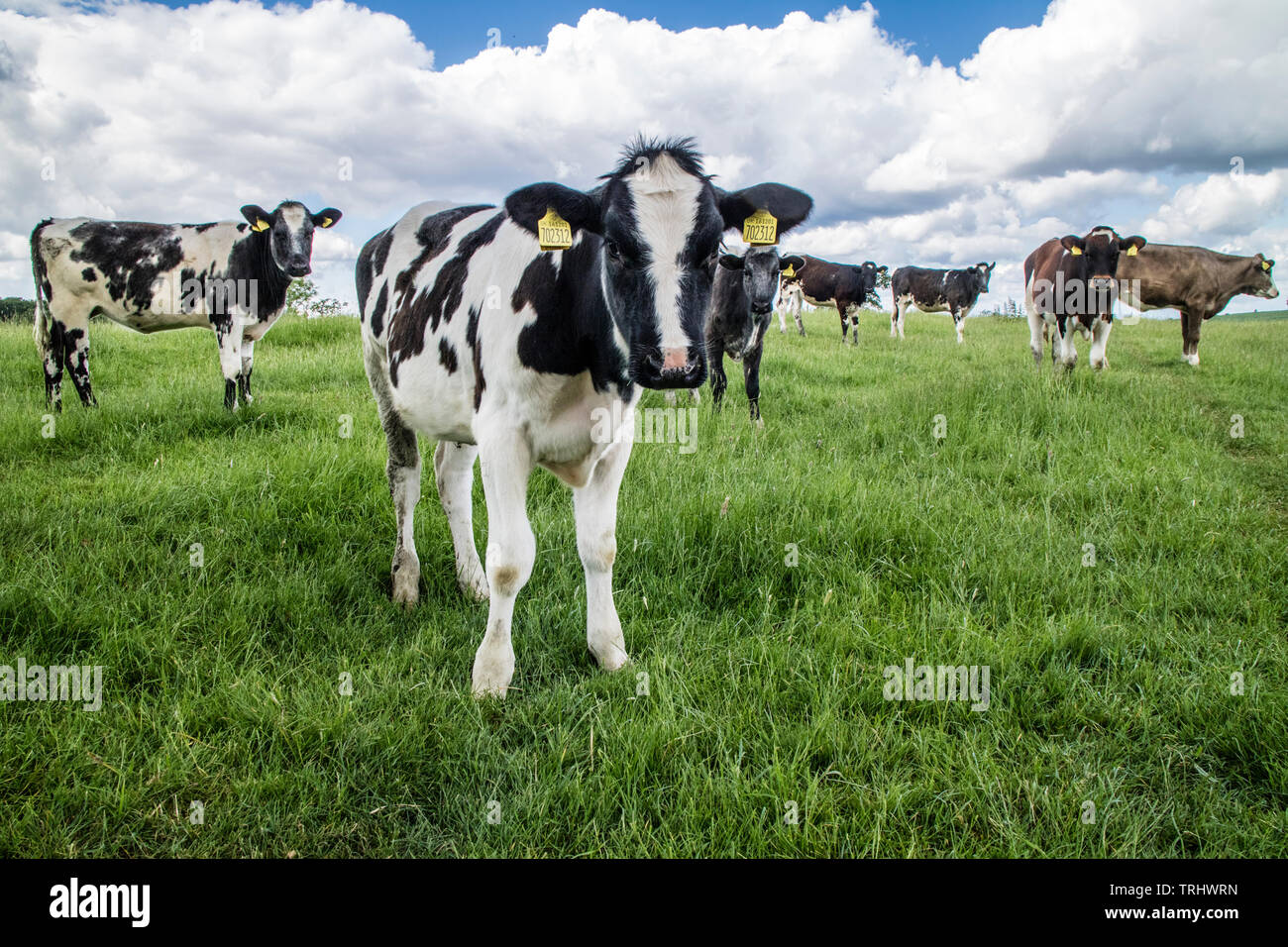 Holstein il frisone bull vitelli, England, Regno Unito Foto Stock