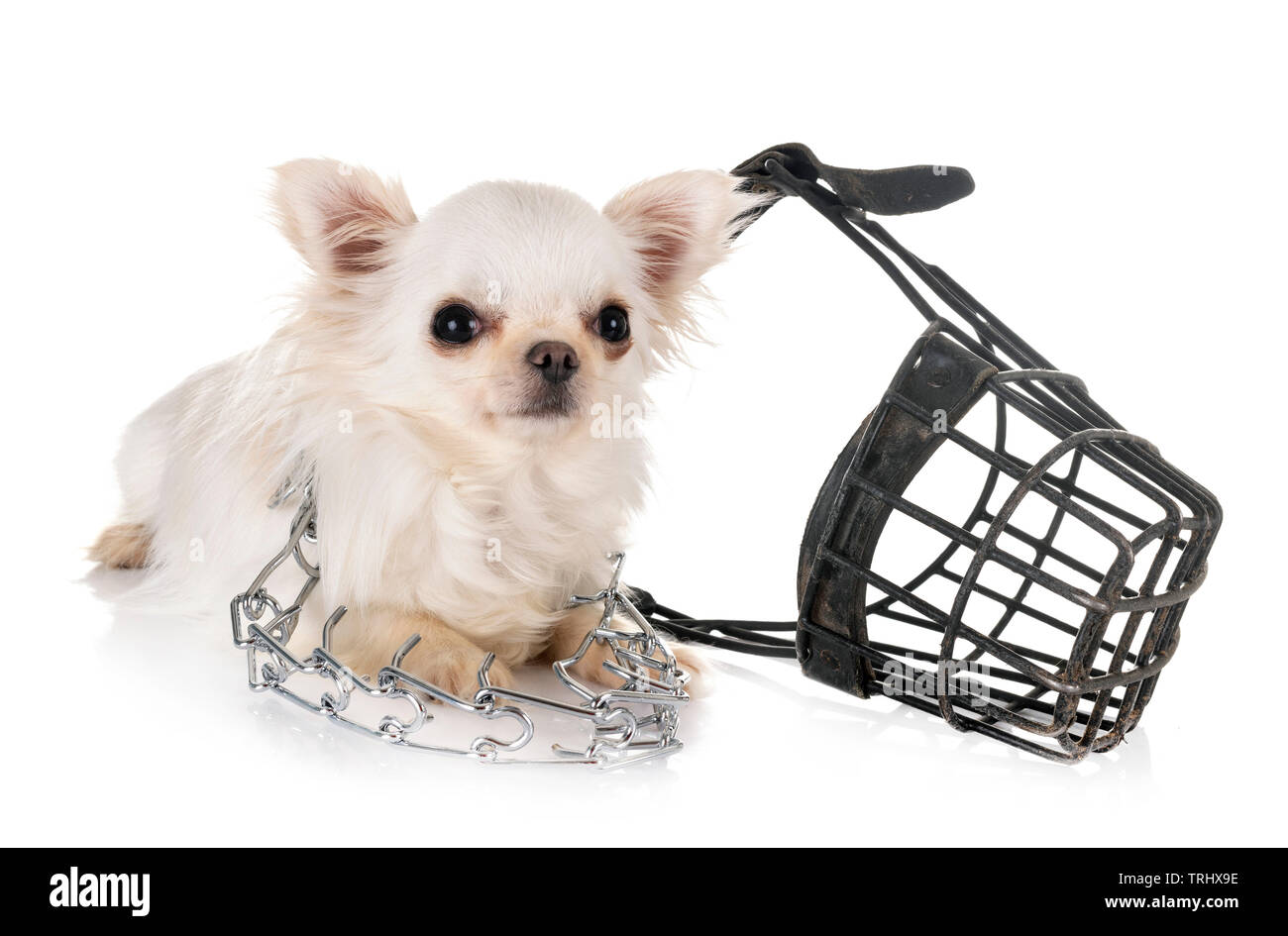 Poco chihuahua davanti a uno sfondo bianco Foto Stock