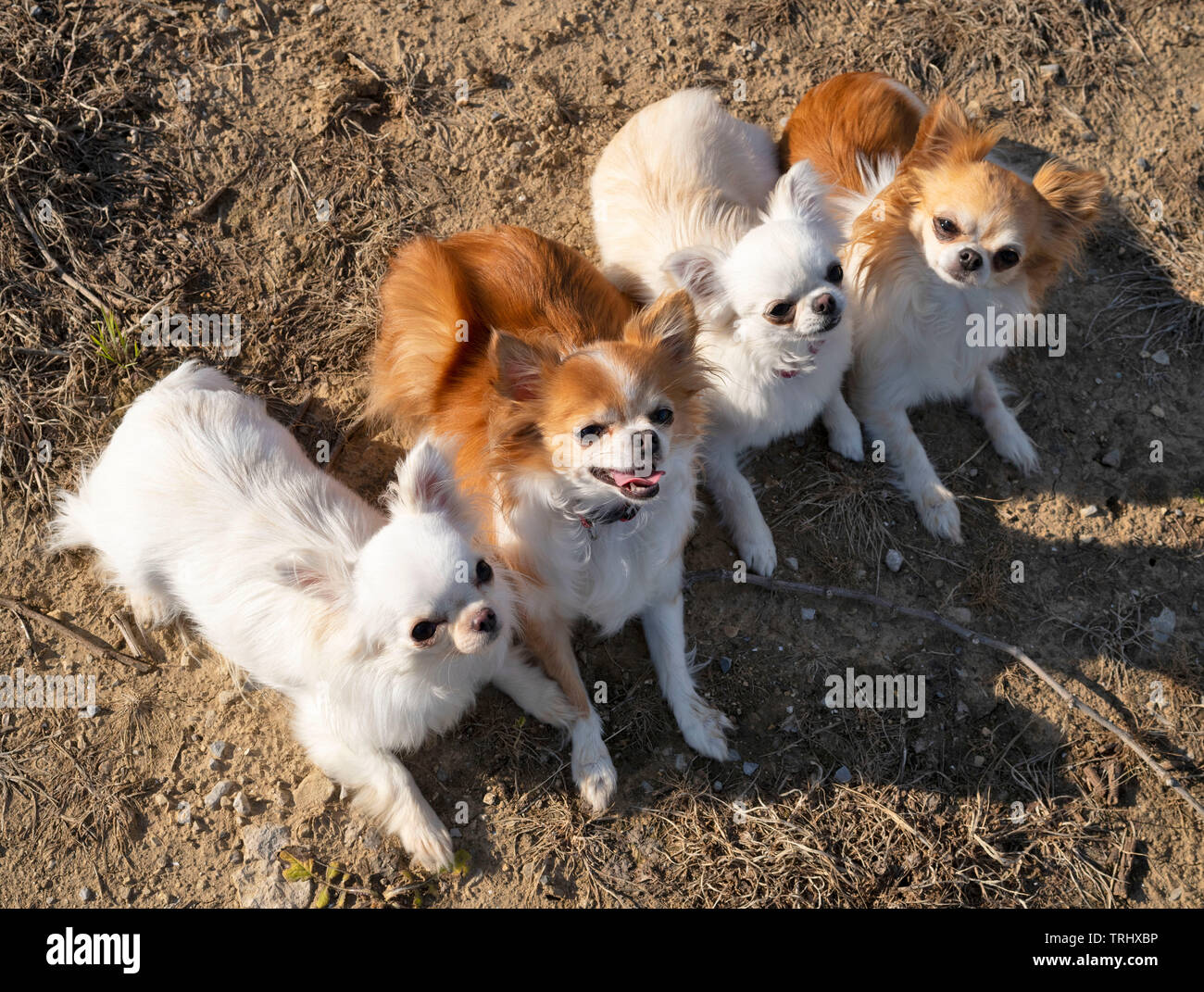 Quattro i Chihuahua sono stabilite nella natura Foto Stock