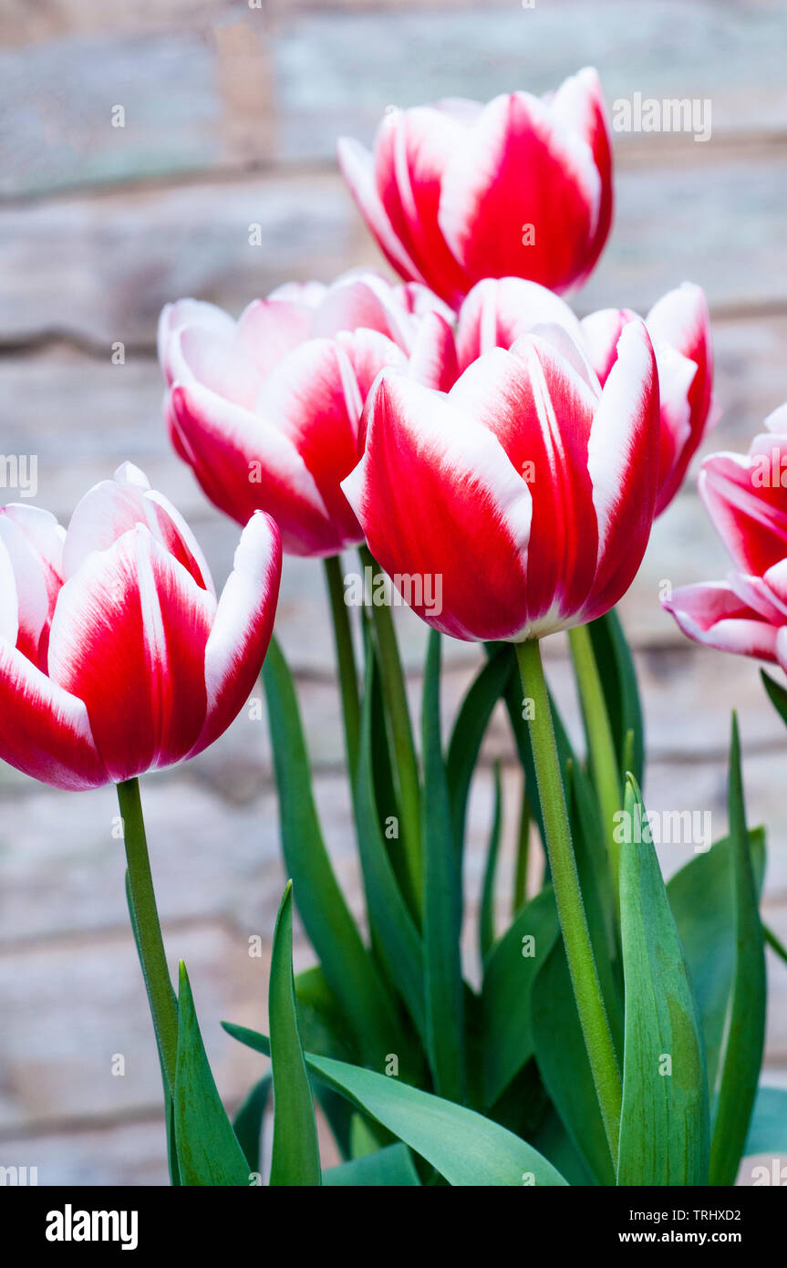 Gruppo di tulipani Leen van der Mark crescendo in un bordo a forma di tazza di fiori di colore rosso con bordi bianchi appartenenti al gruppo di trionfo di tulipani Divisione 3 Foto Stock
