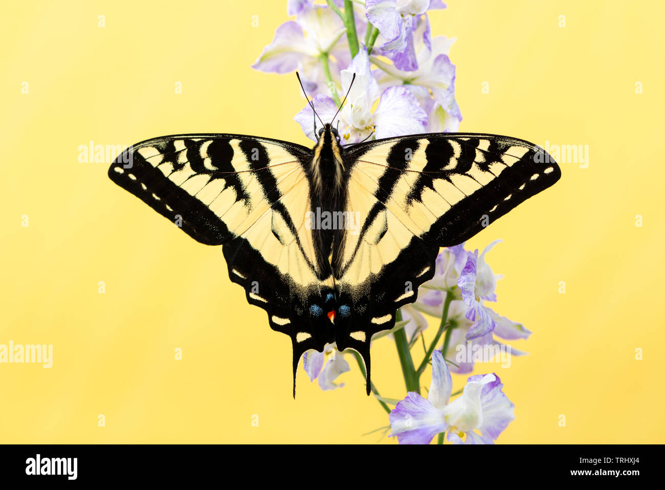 Un western tiger coda forcuta (Papilio rutulus) con ali stese aperto - su un solido sfondo giallo Foto Stock