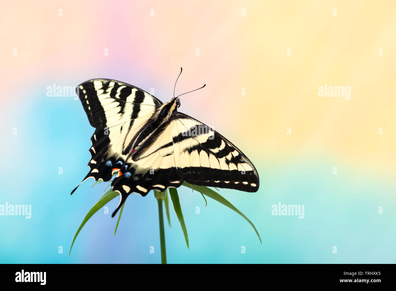 Un western tiger coda forcuta (Papilio rutulus) con ali stese aperto - su un multi-colore di sfondo Foto Stock