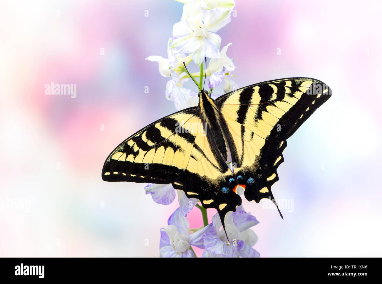 Un western tiger coda forcuta (Papilio rutulus) con ali stese aperto - su un morbido colore di sfondo Foto Stock