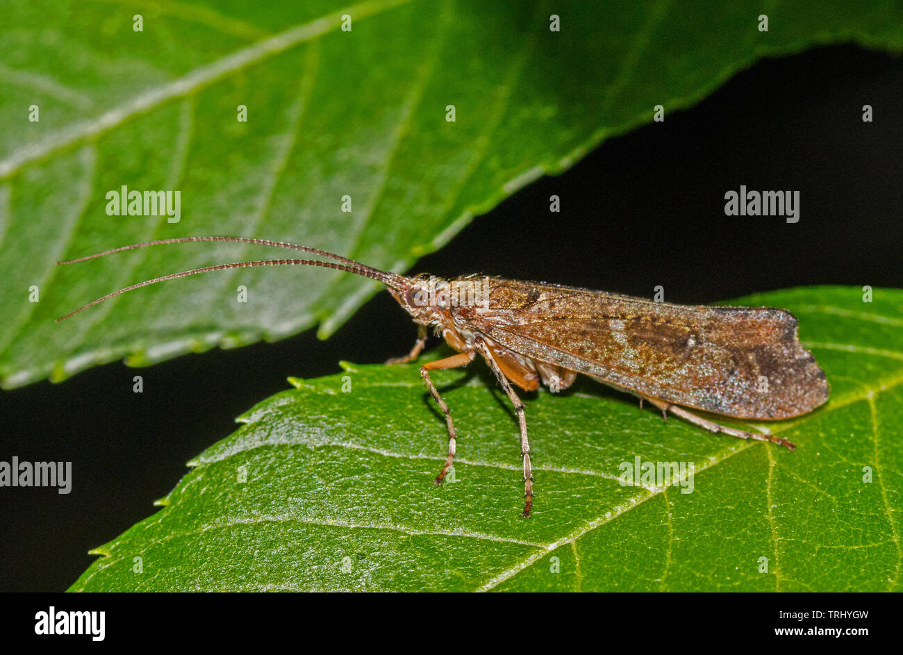 Caddisfly, British Wildlife, seduta su una foglia sul bordo del bosco al crepuscolo Foto Stock