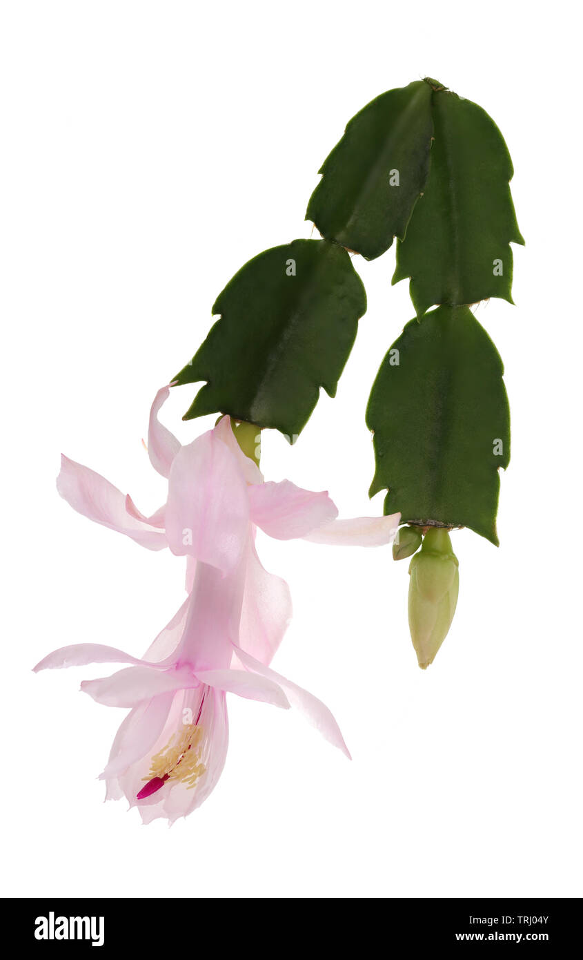 Focus impilati l immagine di un (zygocactus Schlumbergera truncata ibridi) appiattita campana-fiore rosa, un succulento epifiti pianta dalle giungle del h Foto Stock