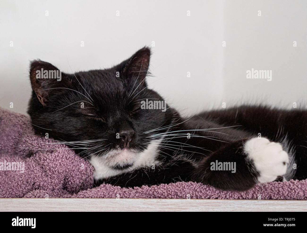Bianco e nero gatto dorme. Foto Stock
